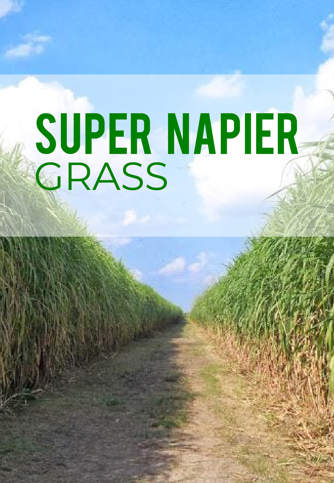 How to plant Super Napier grass